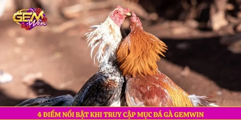 4 điểm nổi bật khi truy cập mục đá gà GEMWIN