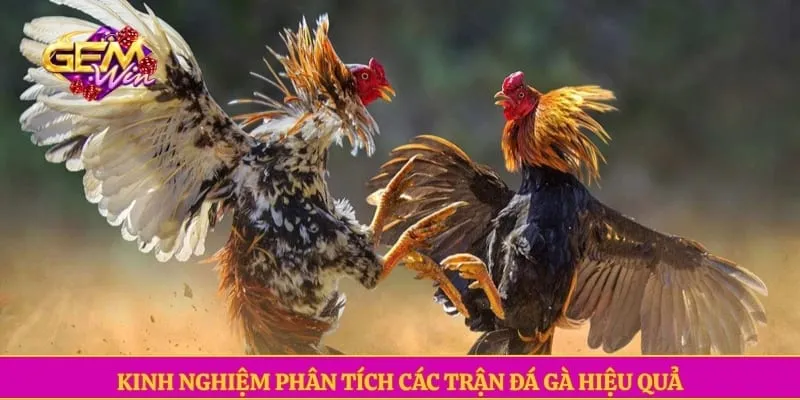 Kinh nghiệm phân tích các trận đá gà hiệu quả