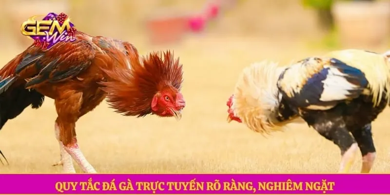 Quy tắc đá gà trực tuyến rõ ràng, nghiêm ngặt