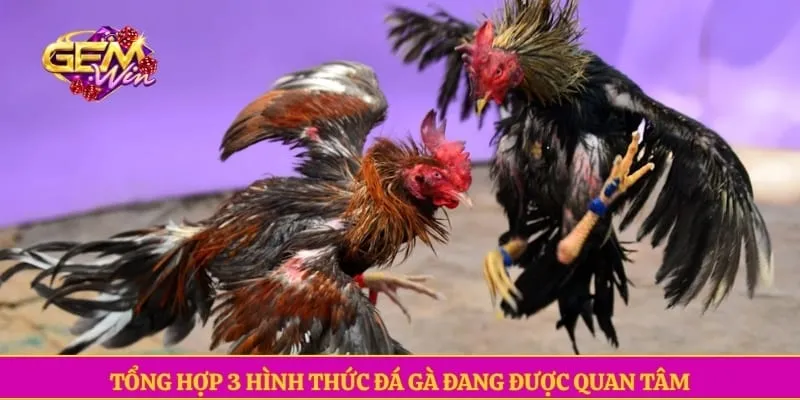Tổng hợp 3 hình thức đá gà đang được quan tâm